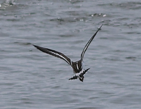 翻石鷸 - ML644349090