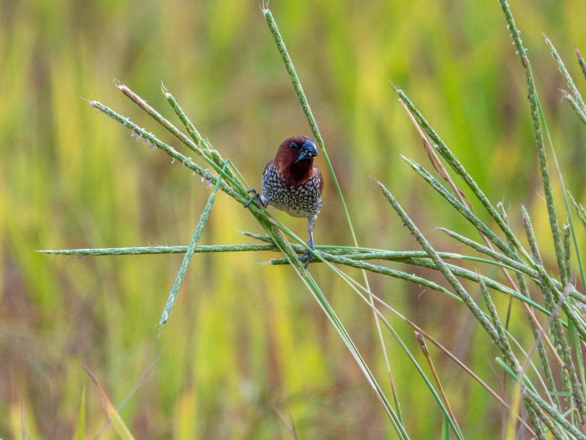 斑文鳥 - ML644349091