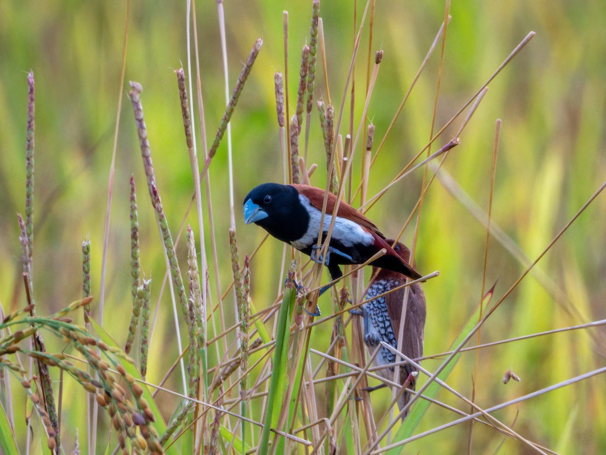 Tricolored Munia - ML644349093