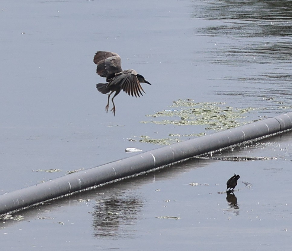 夜鷺 - ML644349094