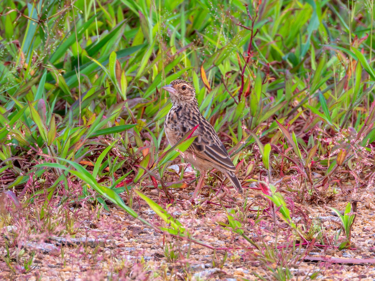Jerdon's Bushlark - ML644349097