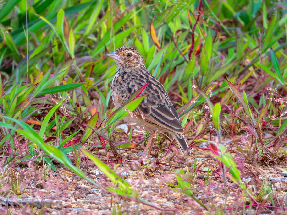 Jerdon's Bushlark - ML644349098