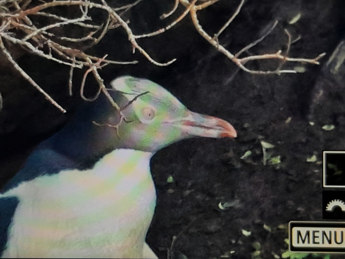 Yellow-eyed Penguin - ML644349103