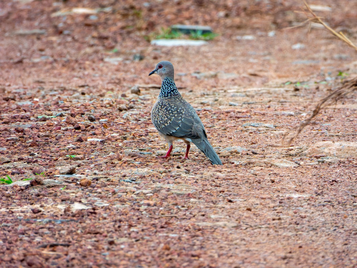 珠頸斑鳩 - ML644349104