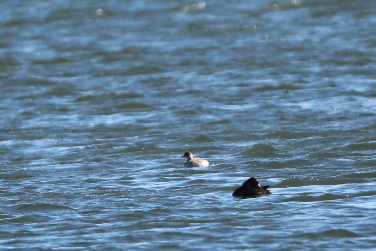 Ухаа шунгуур - ML644349114