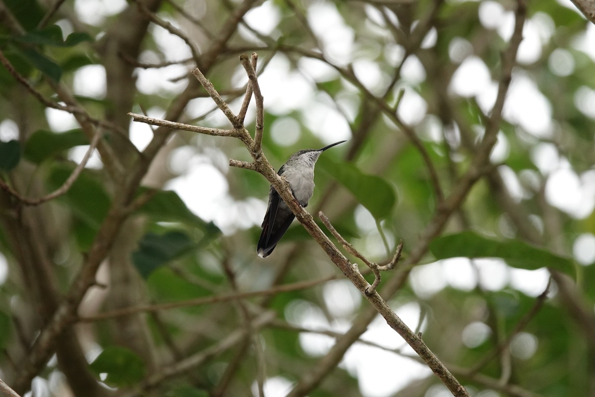 Hispaniolan Mango - ML644349117