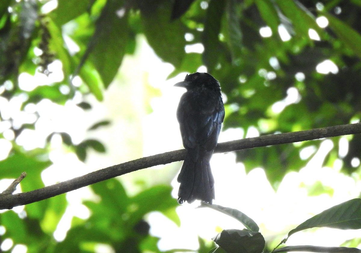 Drongo à raquettes - ML644349118