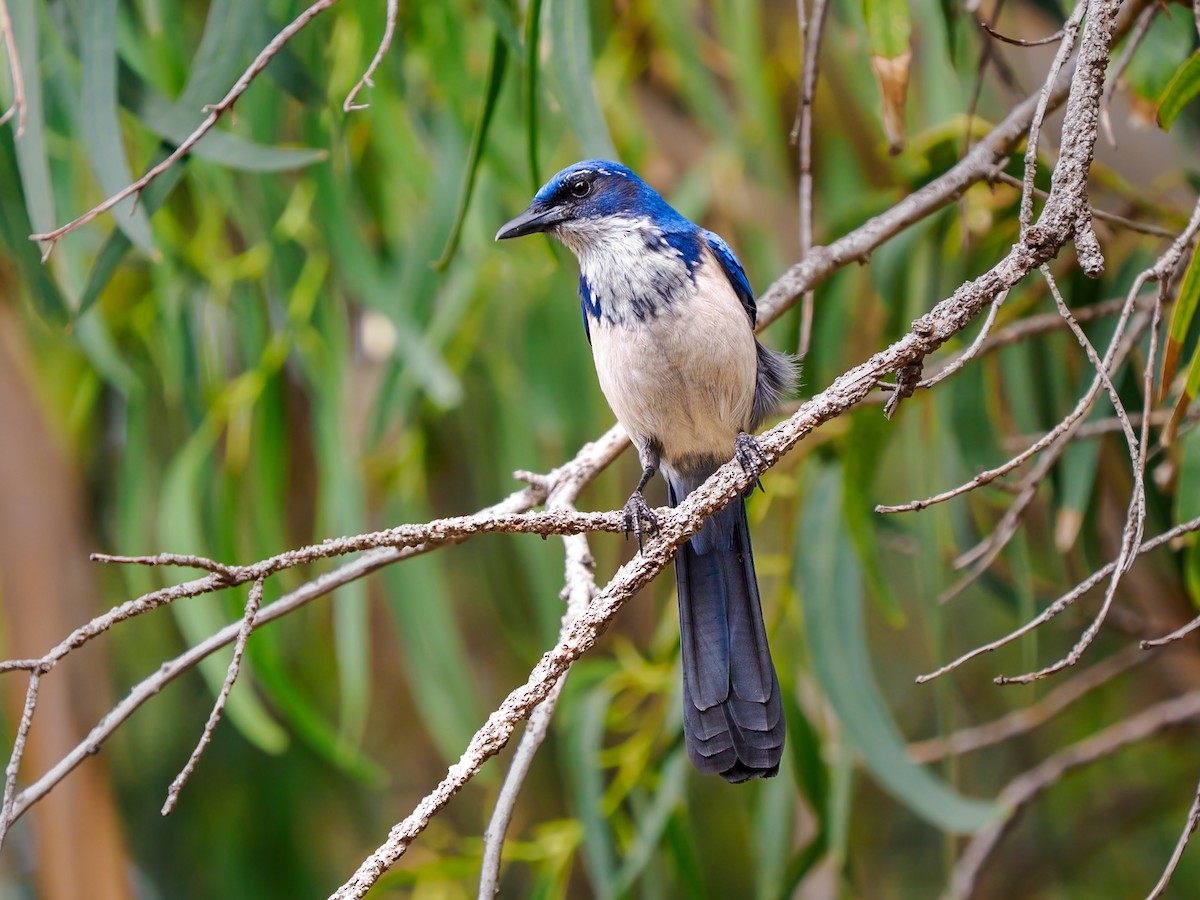 eikeskrike - ML644349123