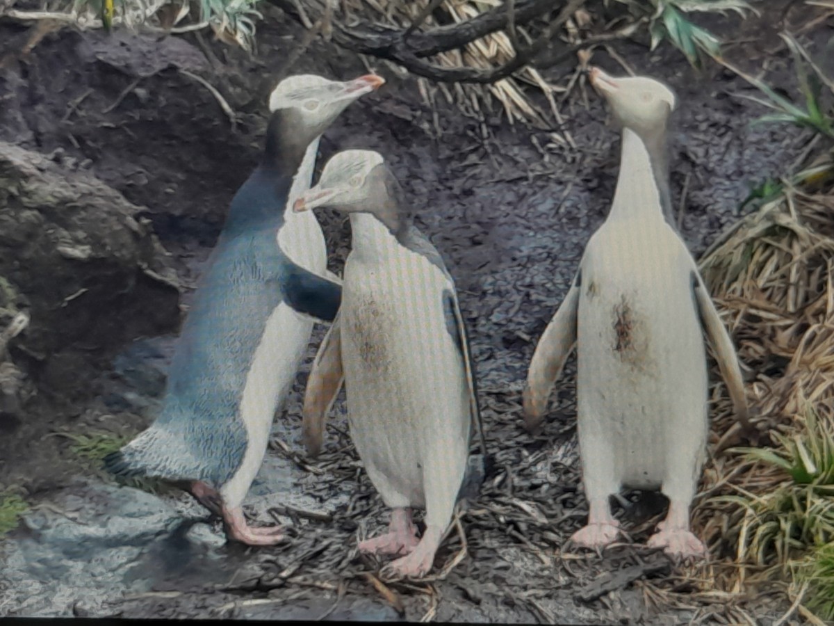 Yellow-eyed Penguin - ML644349129