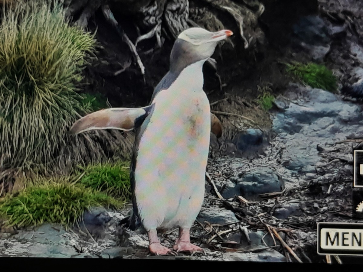 Yellow-eyed Penguin - ML644349149