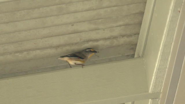 Striated Pardalote (Eastern) - ML644349151