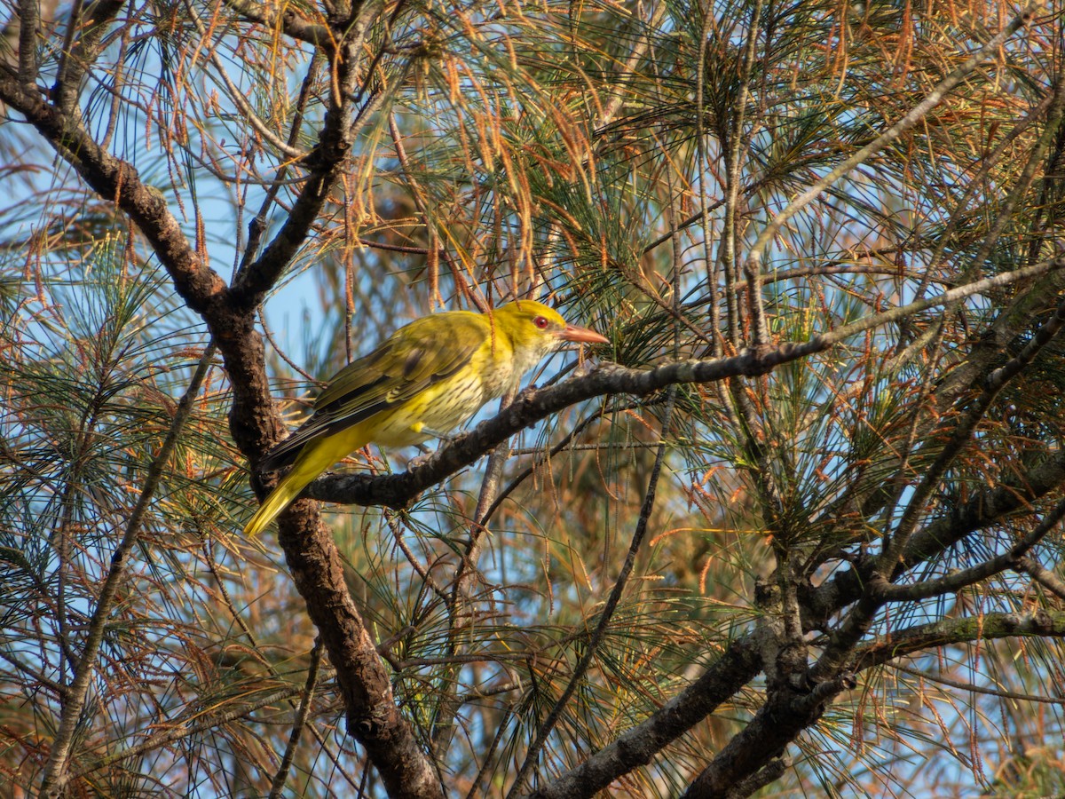 זהבן הודי - ML644349153