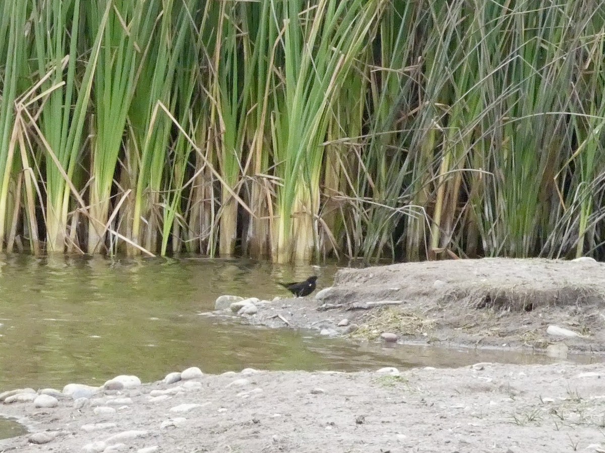 gulvingetrupial - ML644349166