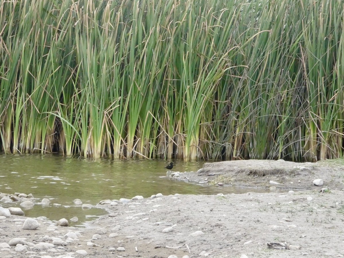 gulvingetrupial - ML644349167