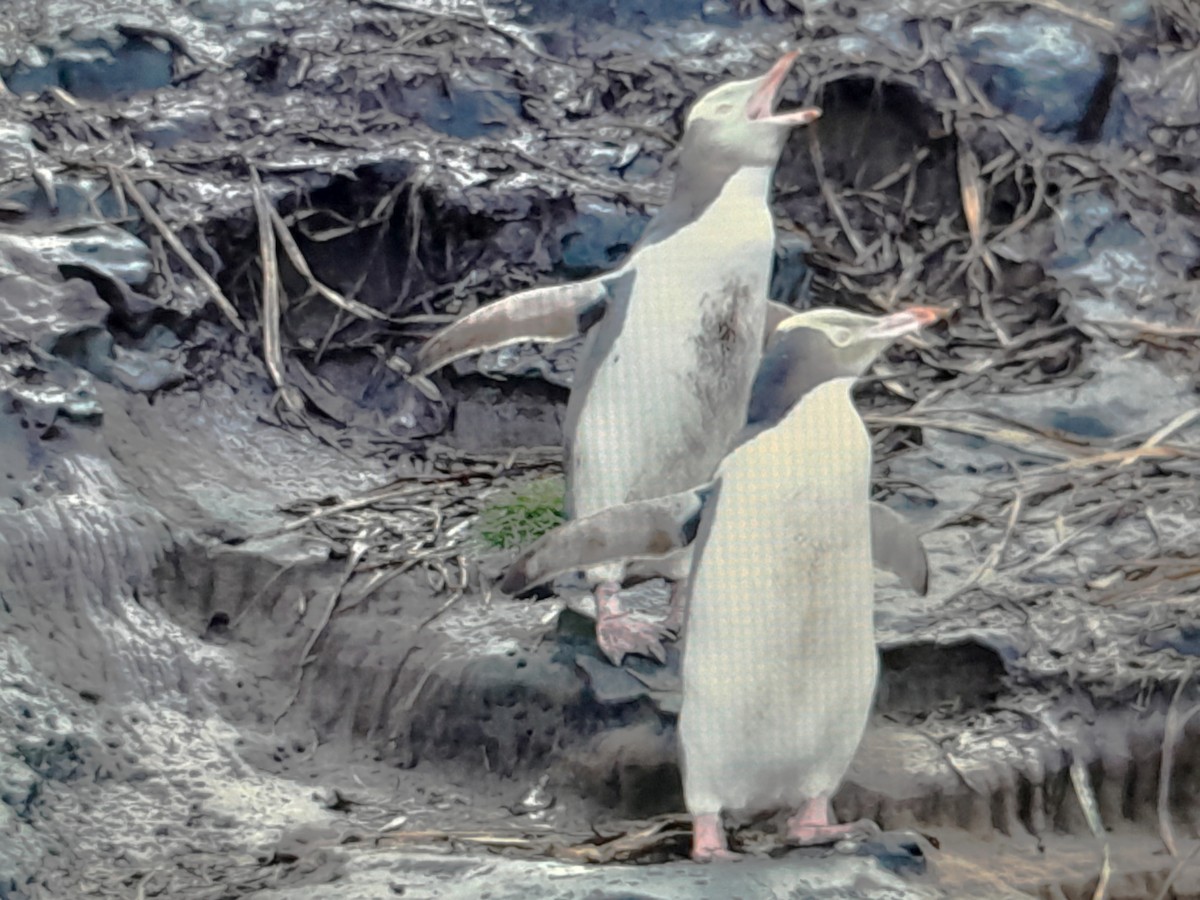 Yellow-eyed Penguin - ML644349171