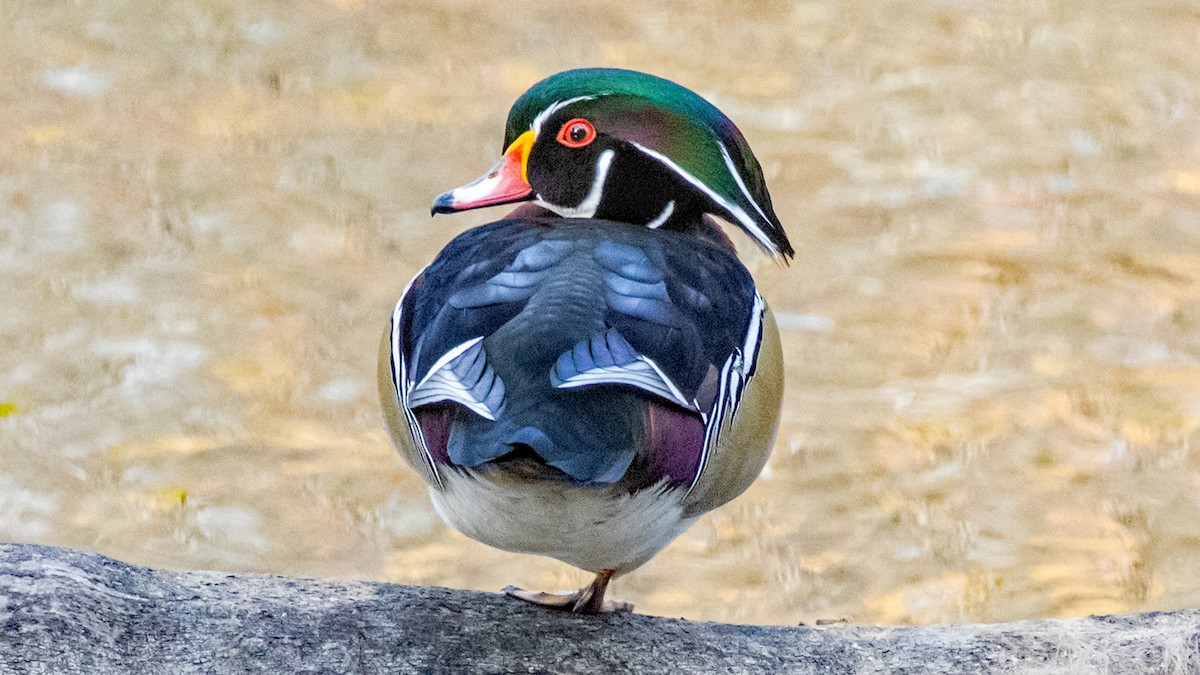 Wood Duck - ML644349172
