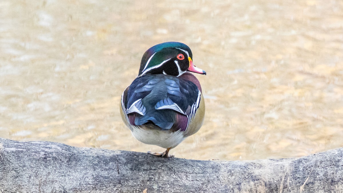 Wood Duck - ML644349173