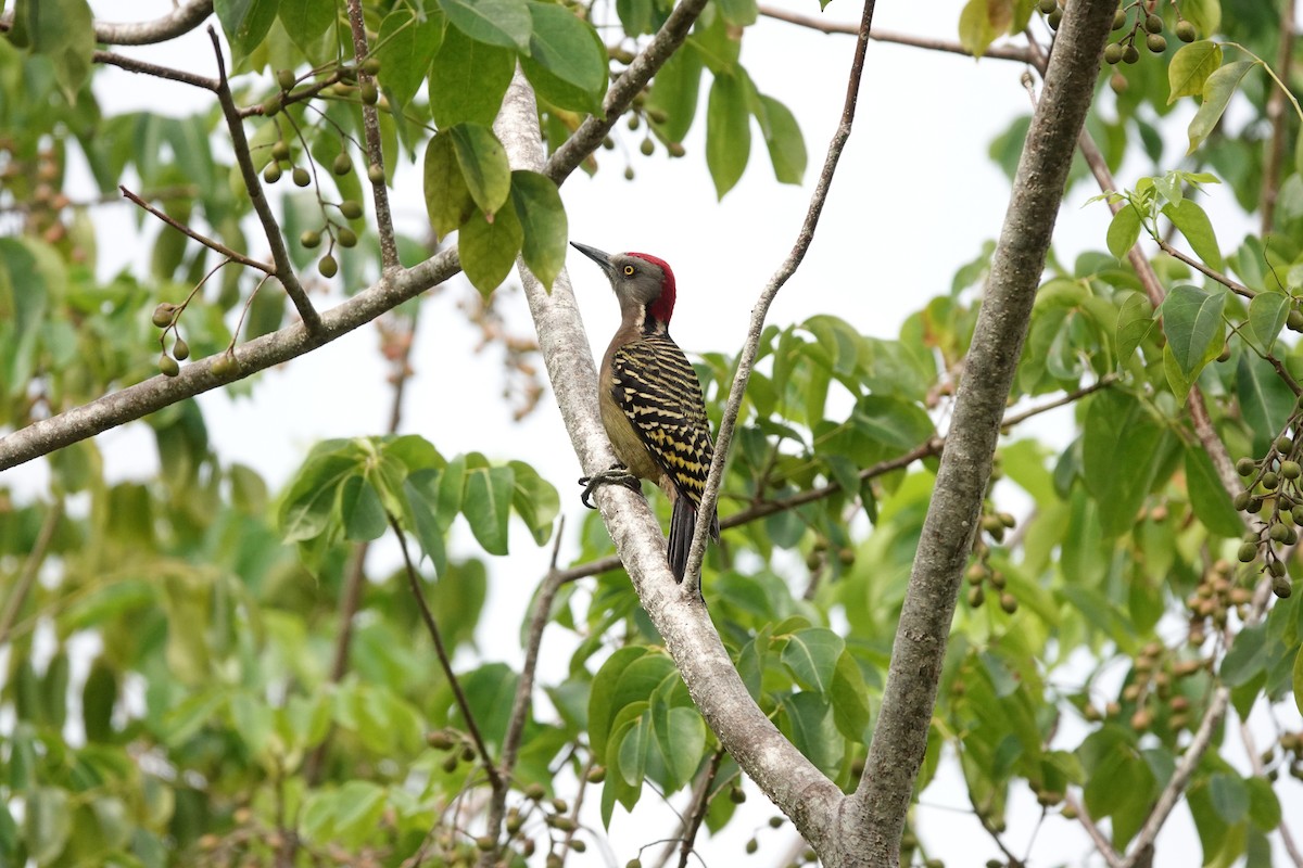 Carpintero de la Española - ML644349182