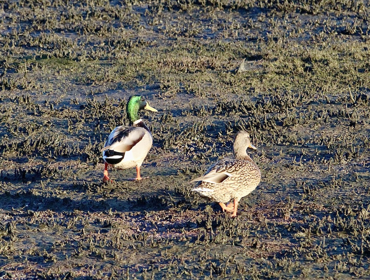 Canard colvert - ML644349186