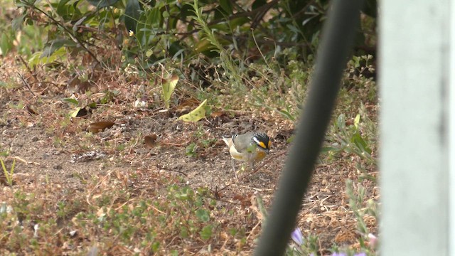 Striated Pardalote (Eastern) - ML644349188