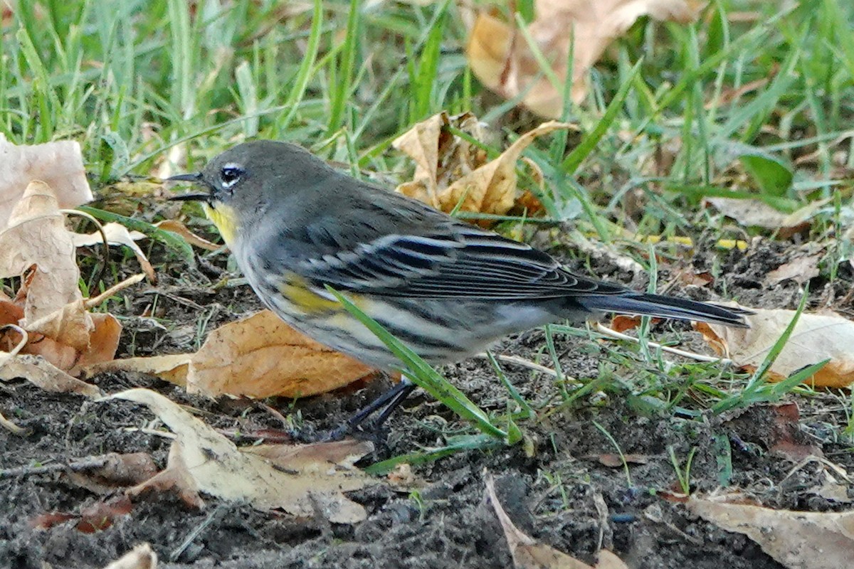 Пісняр-лісовик жовтогузий - ML644349204