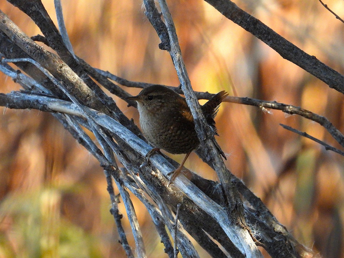 Winter Wren - ML644349222