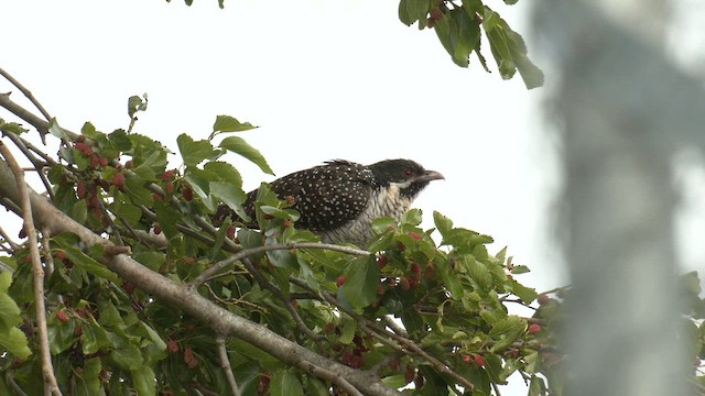 Pacific Koel (Australian) - ML644349224