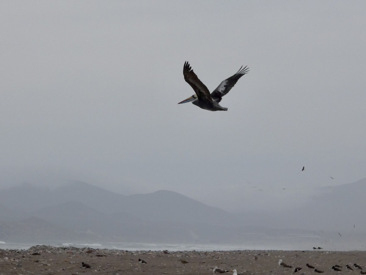 Peru Pelikanı - ML644349226