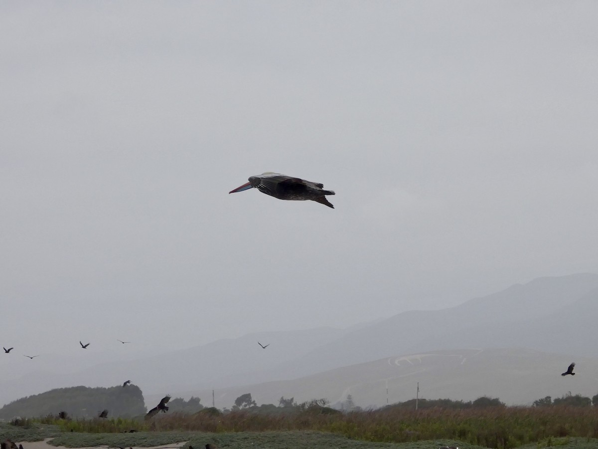 Peru Pelikanı - ML644349227