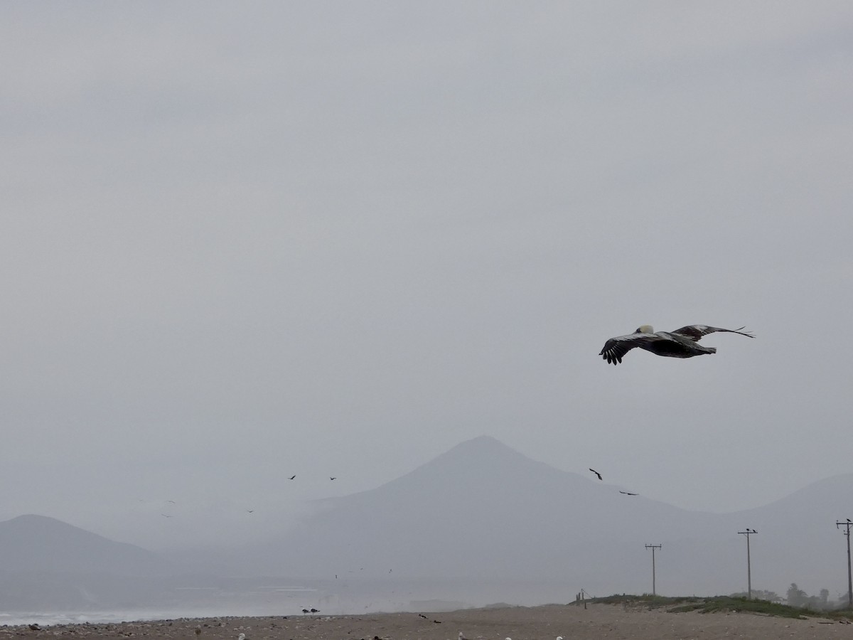 Peru Pelikanı - ML644349228