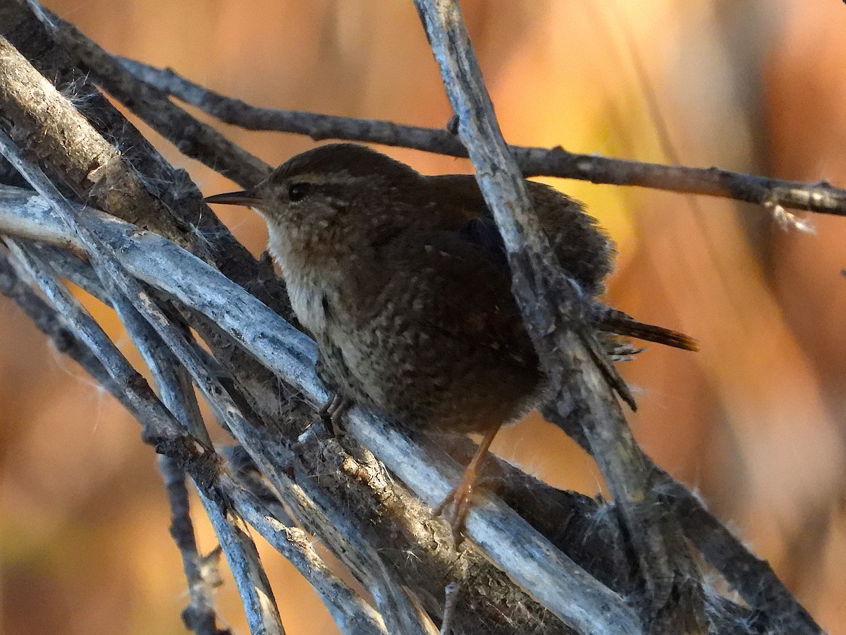 Winter Wren - ML644349229