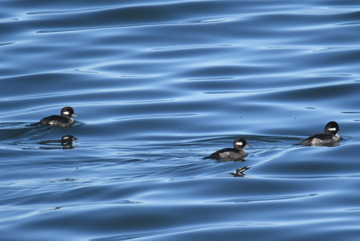Bufflehead - ML644349232
