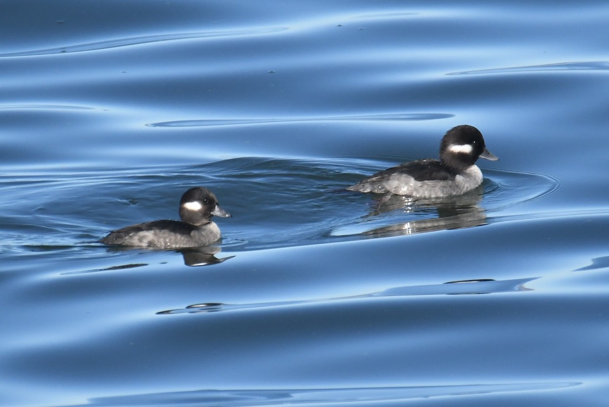 Bufflehead - ML644349233