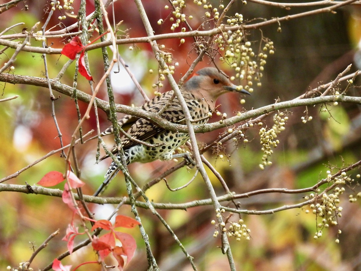 Northern Flicker - ML644349254