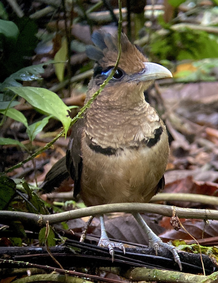 Таязура рудогуза - ML644349259