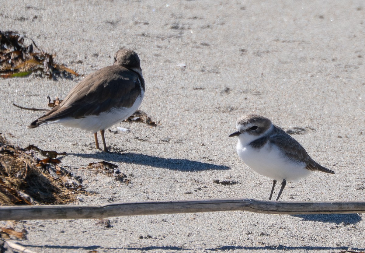 Snowy Plover - ML644349266