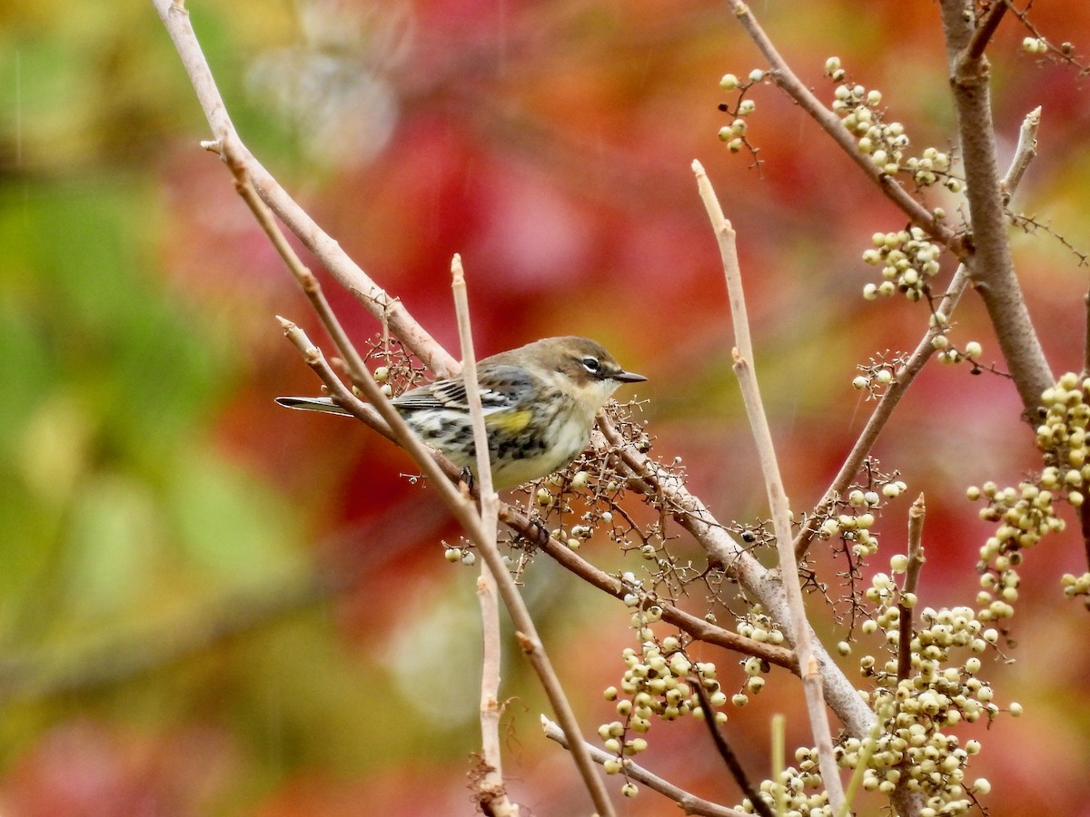 Пісняр-лісовик жовтогузий - ML644349272