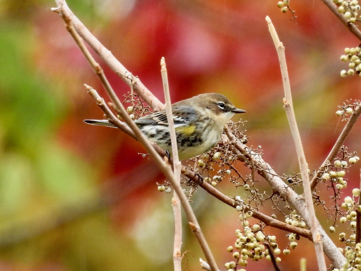 Пісняр-лісовик жовтогузий - ML644349273