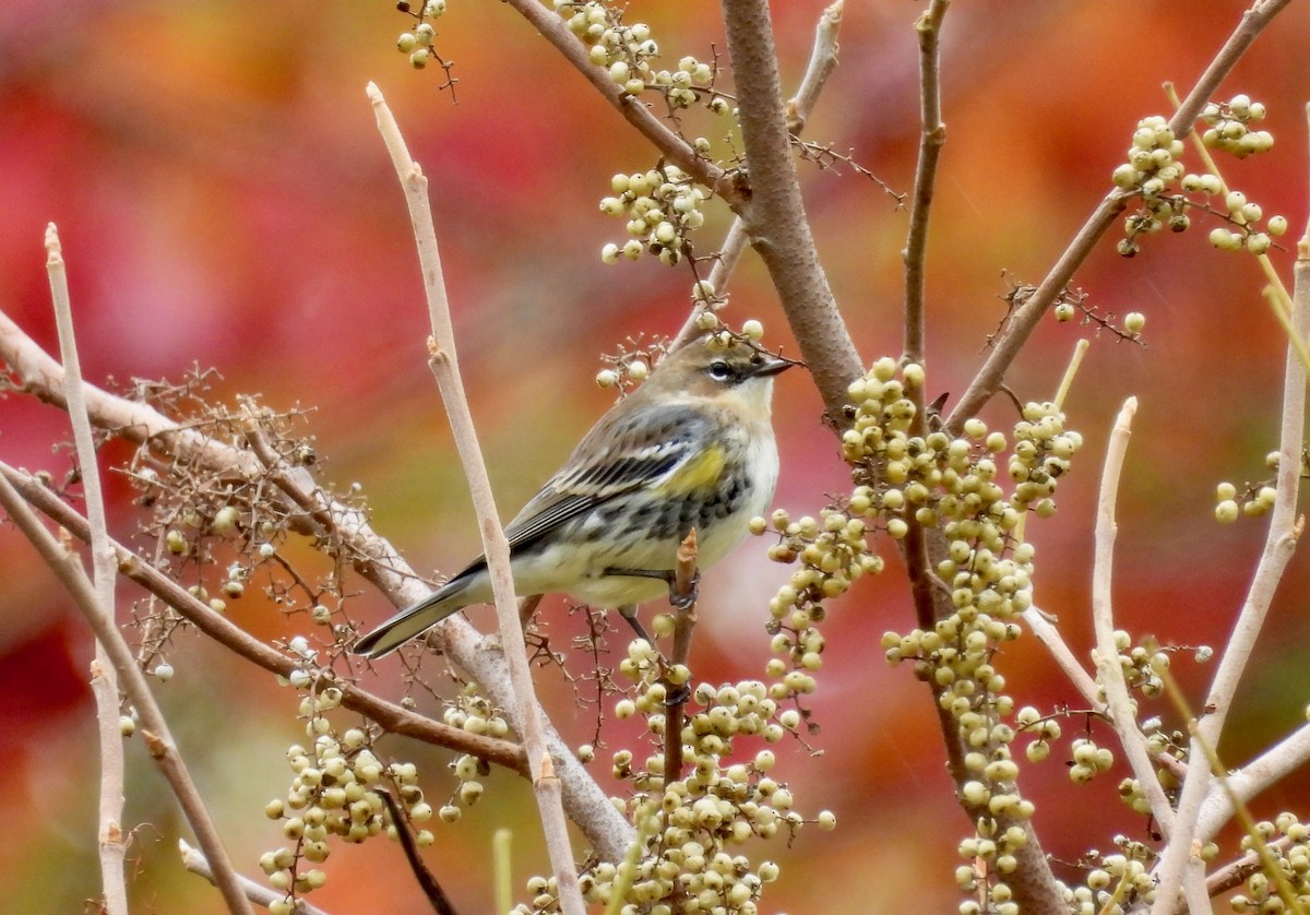 Пісняр-лісовик жовтогузий - ML644349274