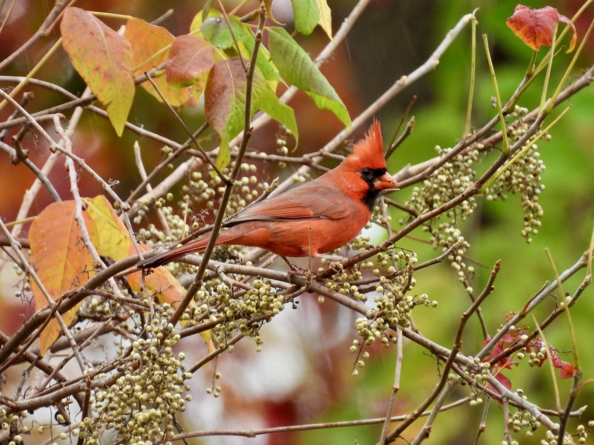 Northern Cardinal - ML644349279