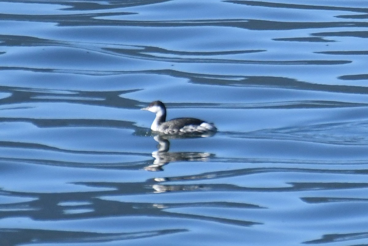 Ухаа шунгуур - ML644349281