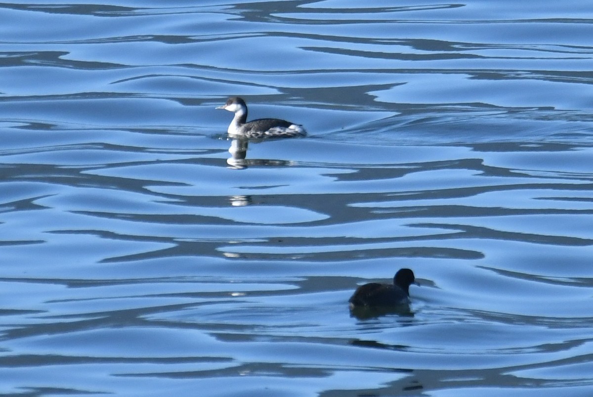 Ухаа шунгуур - ML644349282