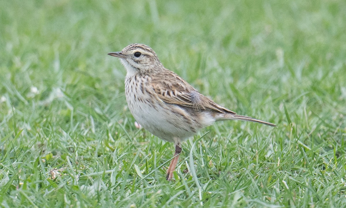 Australian Pipit - ML644349283