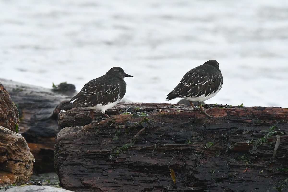 kamenáček černohlavý - ML644349285