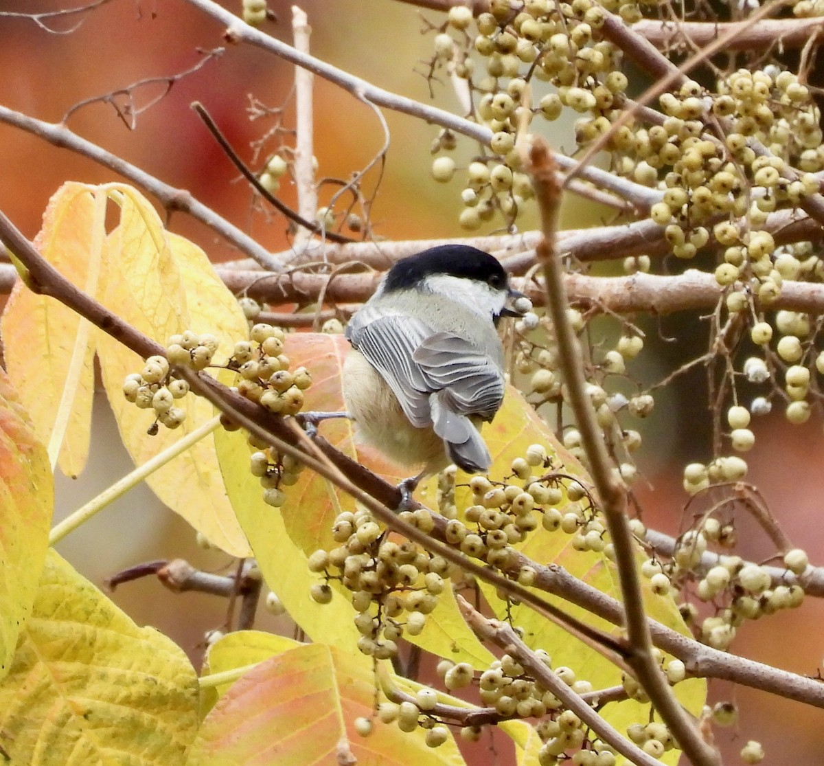 Carolina Chickadee - ML644349288
