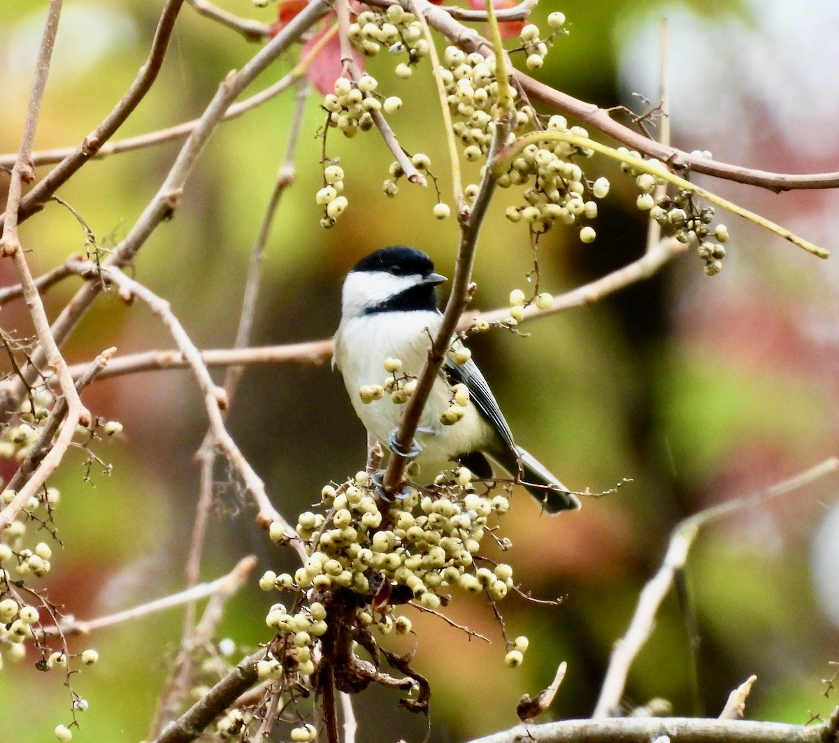 Carolina Chickadee - ML644349289