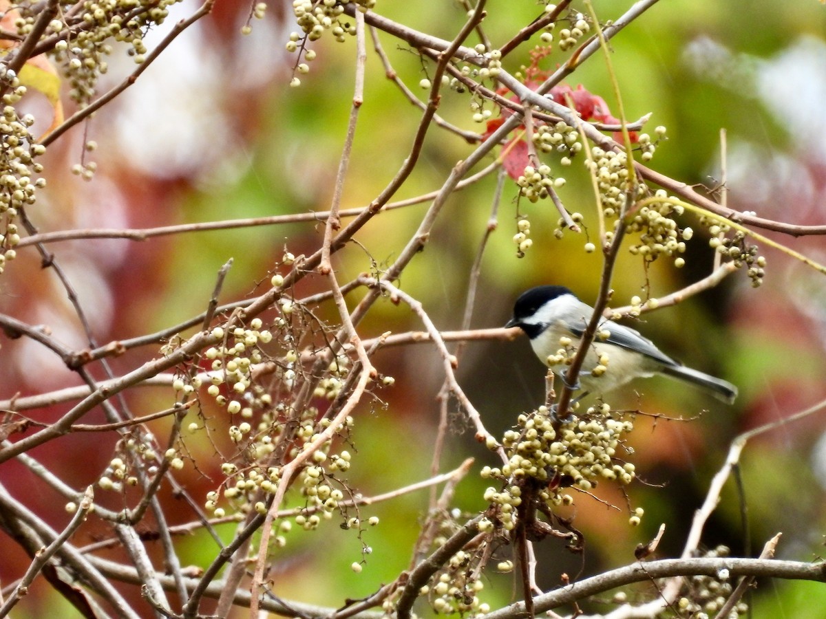 Carolina Chickadee - ML644349290