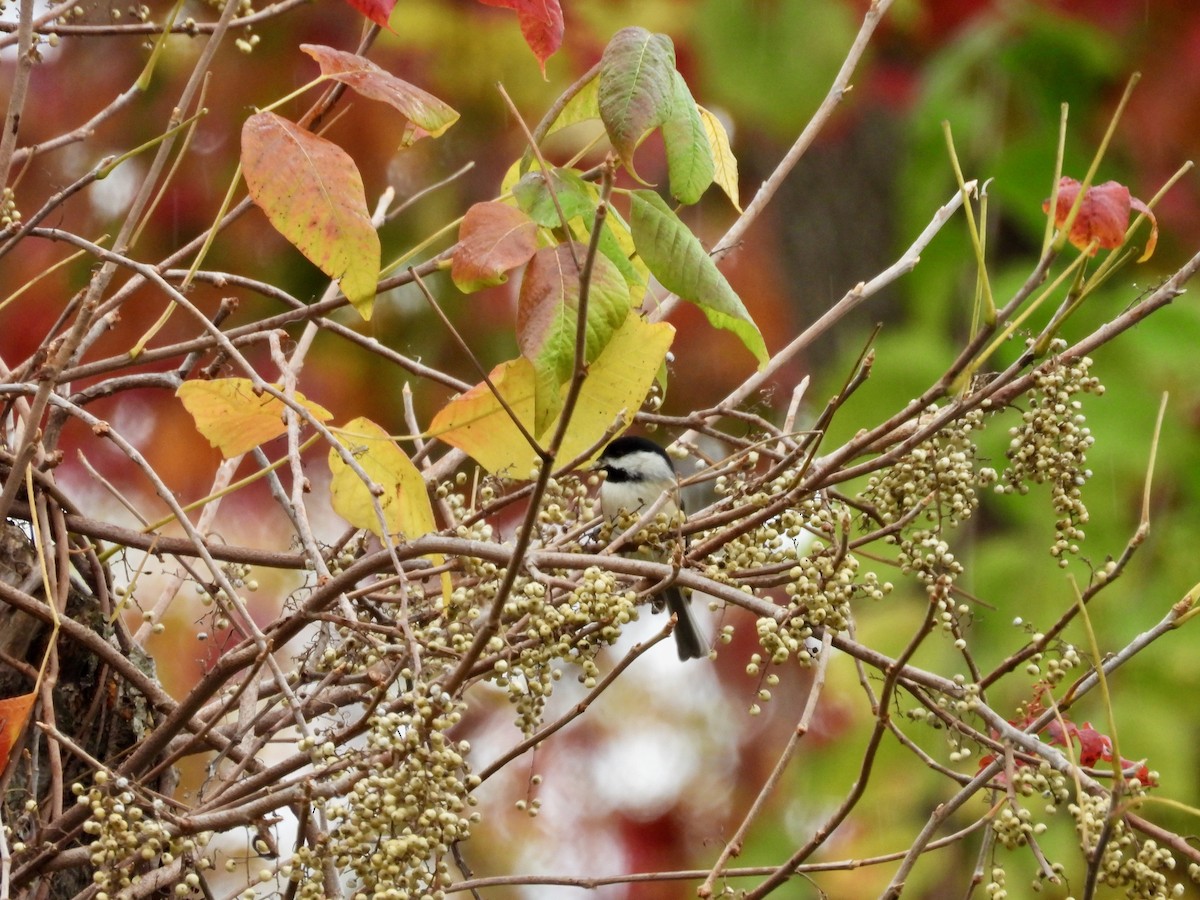 Carolina Chickadee - ML644349291