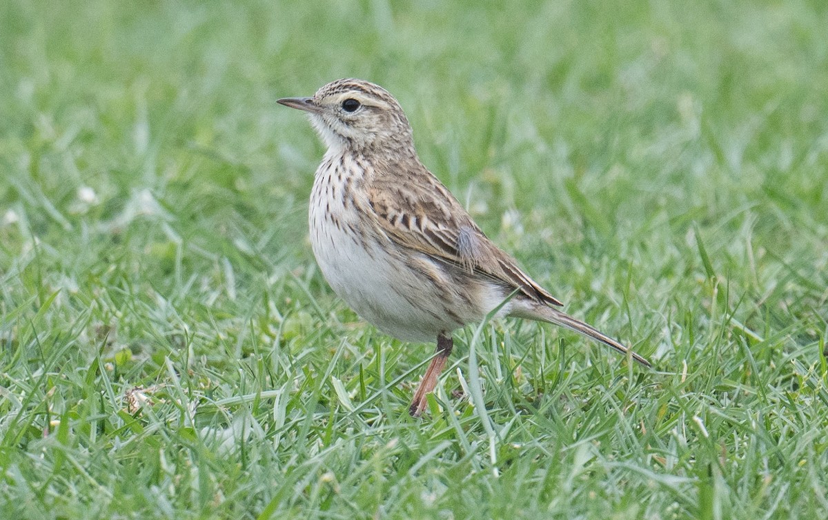 Australian Pipit - ML644349292