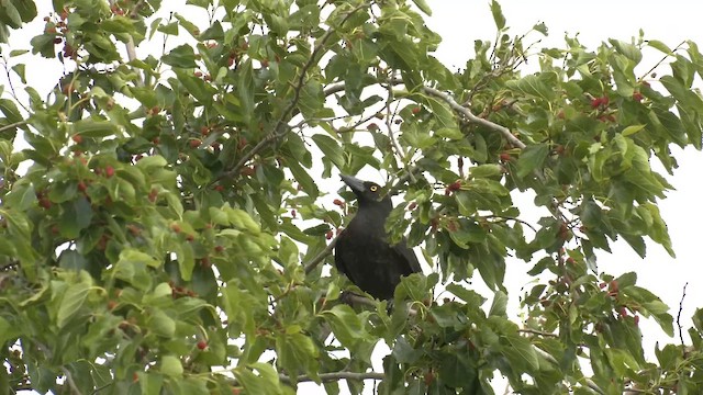 Pied Currawong - ML644349293